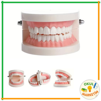 Diş Modeli