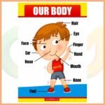 Our Body Afişi
