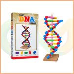 DNA Modeli