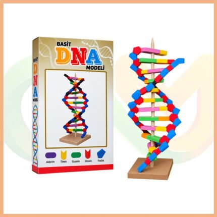 DNA Modeli