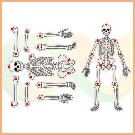 İskelet Sistemi Modeli (Kutulu)