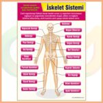 İskelet Sistemi Afişi