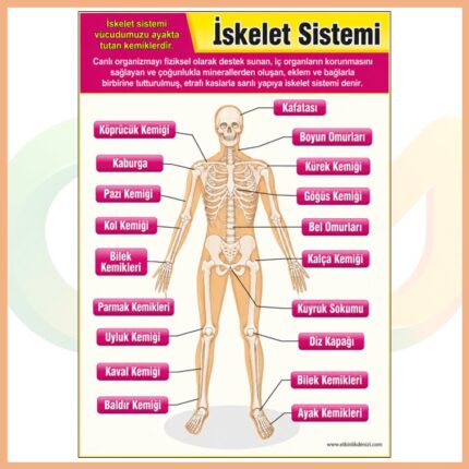 İskelet Sistemi Afişi