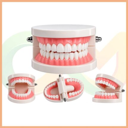Eğitici Diş Modeli