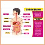 Sindirim Sistemi Afişi