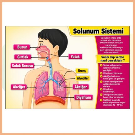 Solunum Sistemi Afişi