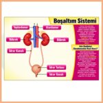 Boşaltım Sistemi Afişi