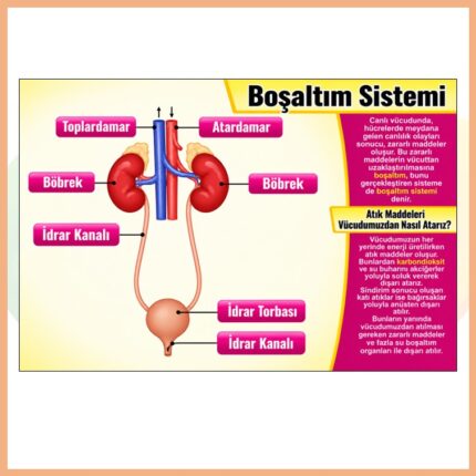 Boşaltım Sistemi Afişi